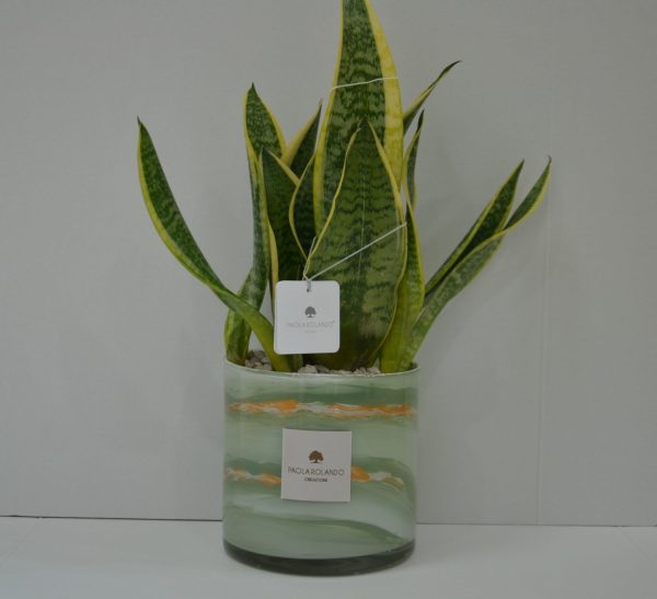 Sansevieria in cilindro