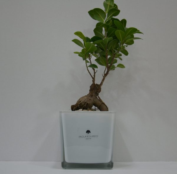 Bonsai in cubo