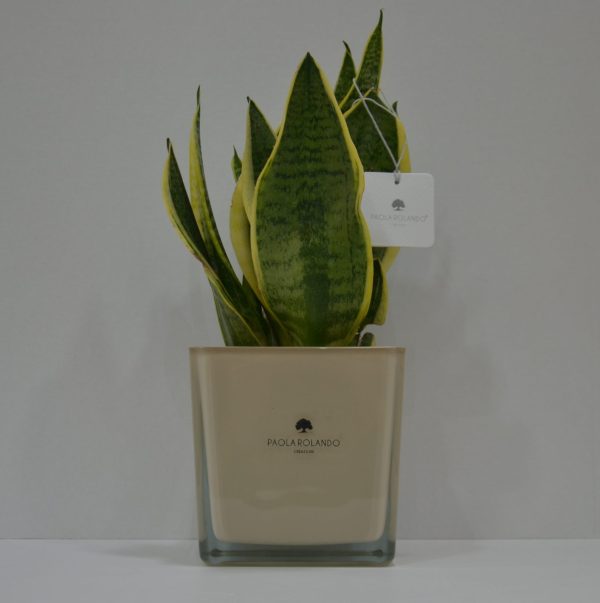 Pianta Sansevieria in cubo