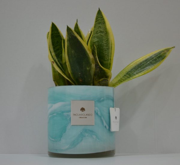 Sansevieria in cilindro