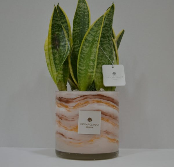 Sansevieria in cilindro