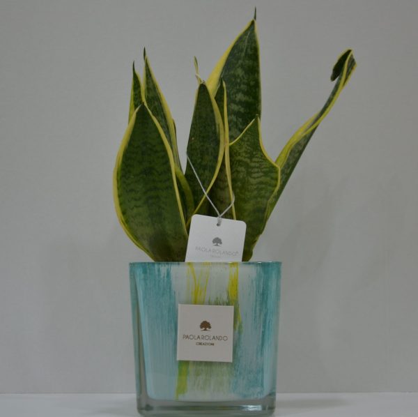 Sansevieria in cubo