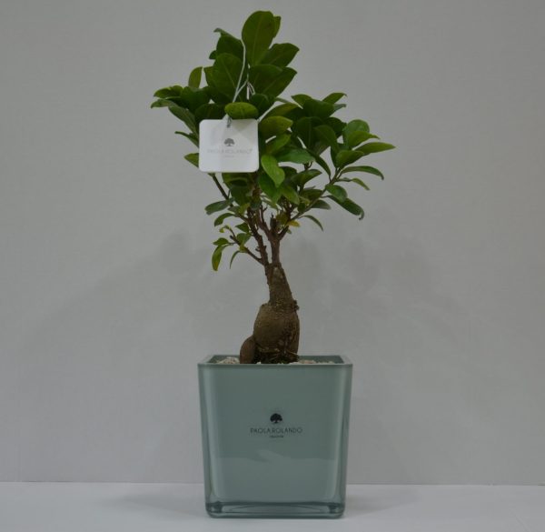 Bonsai in cubo