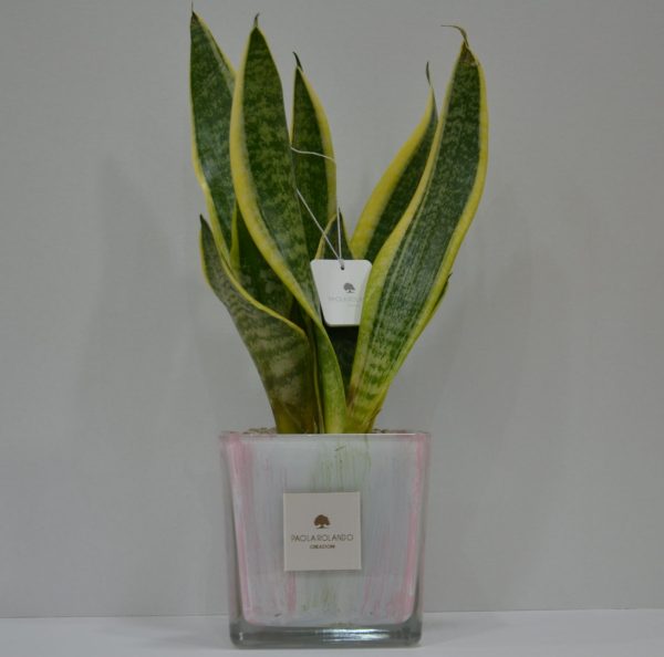 Sansevieria in cubo