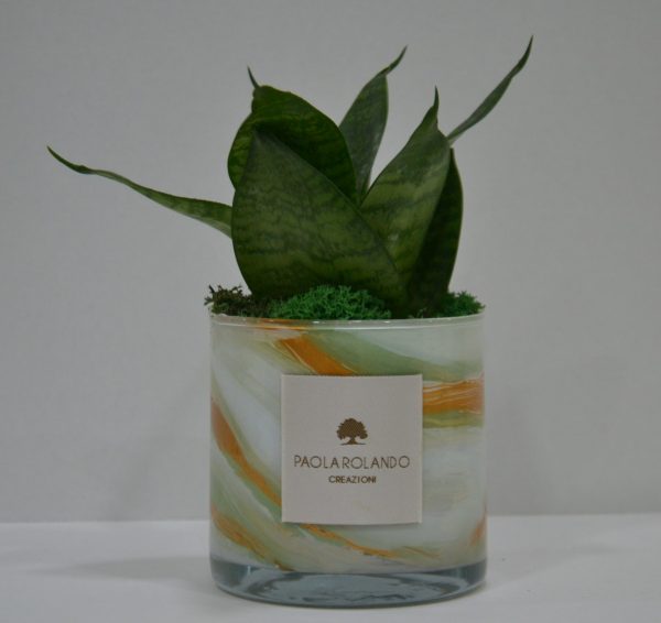 Sansevieria Nana in cilindro